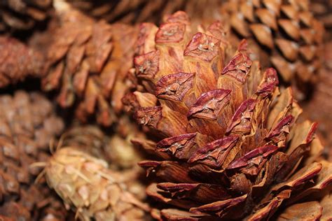 Ponderosa Pine Cone In Basket Photograph By Paula Daniels Fine Art