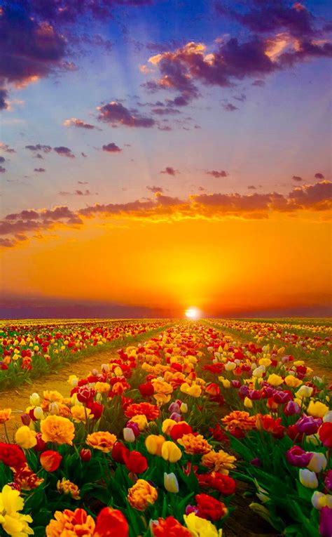 Flowers Showered With Sunshine In The Morning Nature Pictures Nature