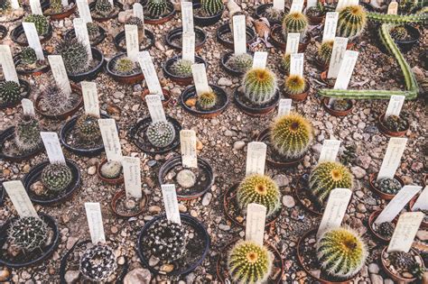 Elke dag worden duizenden nieuwe afbeeldingen van hoge kwaliteit toegevoegd. How Long Can a Cactus Live Without Water? | Succulents Network