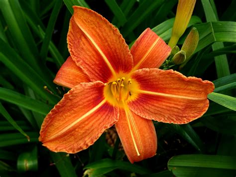 Orange Daylily Flower Free Stock Photo Public Domain Pictures
