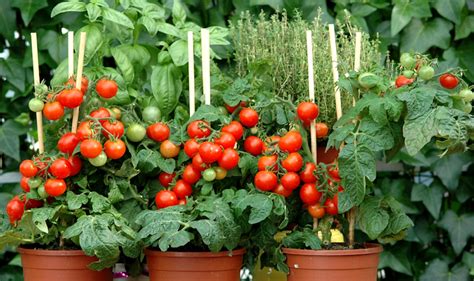 Tuteurs Tomates Treillis Faits Maison Types Conseils Et Astuces