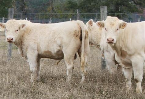Charolais Cattle The Ultimate Guide For Farmers And Ranchers Nili Ravi