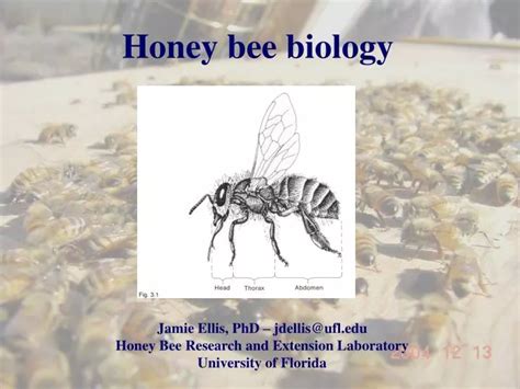 Ppt Honey Bee Biology Powerpoint Presentation Free Download Id6636625