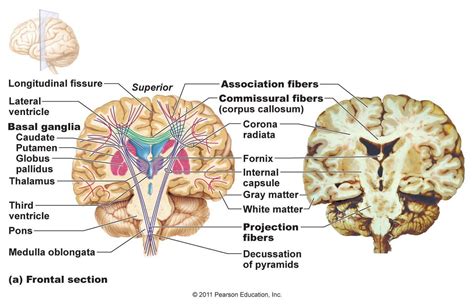 Association Tracts In The Brain