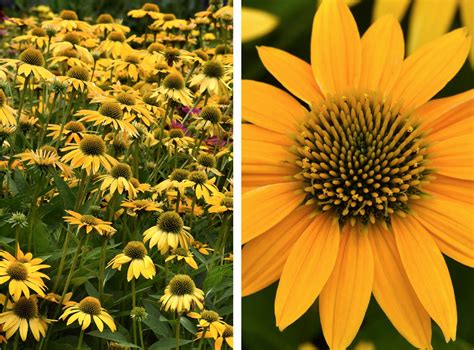 Perennial Michigan Flowers Best Flower Site