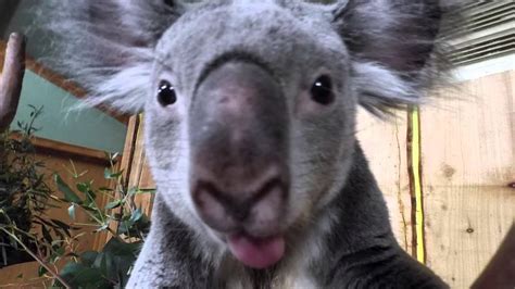 Animals Take Adorable Selfies At Zoo Youtube