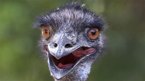 Goofy Looking Emus Are Leggy Flightless And Very Friendly Animals Recuse