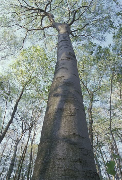 How To Identify The American Beech