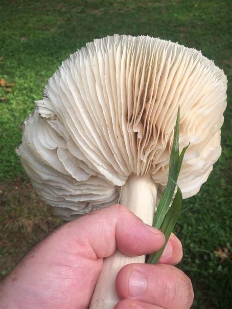 Id Request Large Brown Mushroom Mushroom Hunting And Identification