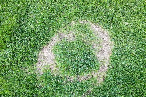 4 Reasons For A Yellow Lawn And How To Fix It Lawn Care