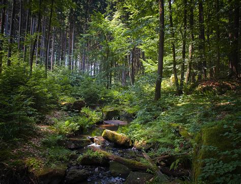 V české republice je 10,7 milionů obyvatel. Czech Republic, Photography, landscape, forest