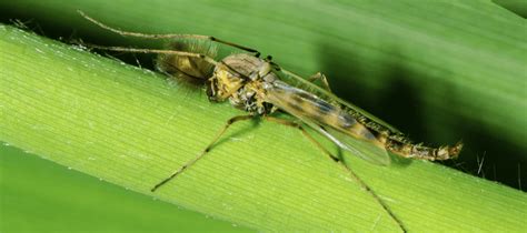 Only the female midges bite because they need blood meal for their eggs to develop properly. Midges In Florida: A Nuisance Or A Larger Problem? | ABC Blog