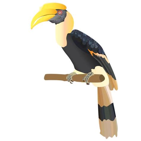 Royalty Free Hornbill Clip Art Vector Images And Illustrations Istock