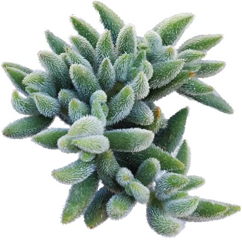 Crassula Mesembryanthemoides Succulent For Sale Succulent Care