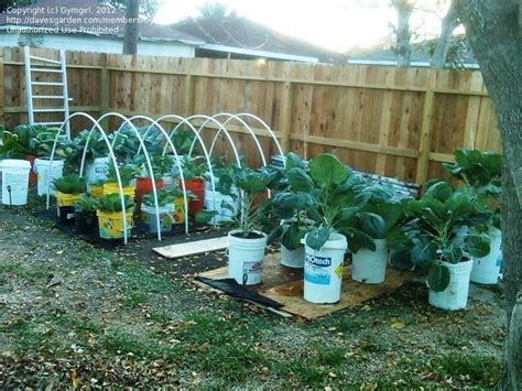 I intend to build raised beds for a vegetable. Specialty Gardening: 5 gallon bucket gardens/planters., 1 ...