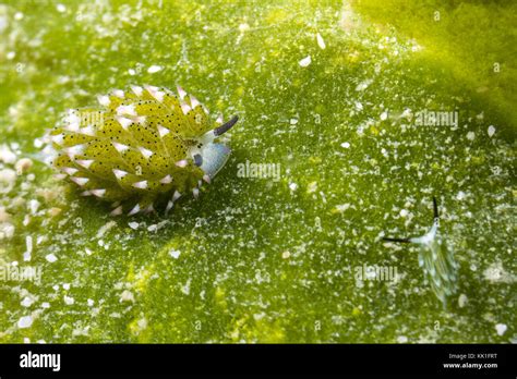 Blatt Schafe Nacktschnecke Costasiella Kuroshimae Adorable Sea Slug