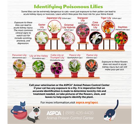 Which Lilies Are Toxic To Pets Aspca