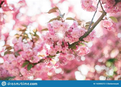 Branch With Blossoming Sakura Flowers In The Sun Stock Photo Image Of