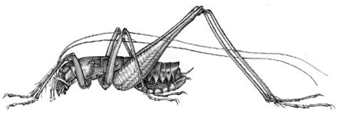 Male Hydrolutos Breweri Sp N A Total View Download Scientific Diagram