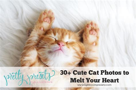 30 Cute Cat Photos To Melt Your Heart Pretty Presets