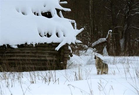 Radioactive Wolves ~ Gallery Nature Pbs Chernobyl Power Plant Wolf