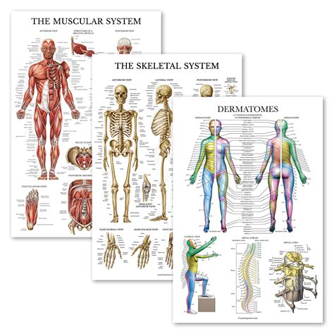 Buy 3 Pack Muscle Skeleton Dermatomes Anatomy Set Muscular And
