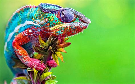Wallpaper : colorful, animals, green, chameleons, flower, lizard, fauna