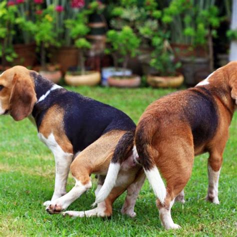 Imperialismo Rociar Ganar Cuanto Dura El Abotonamiento De Los Perros Dar Desarrollando Imaginación