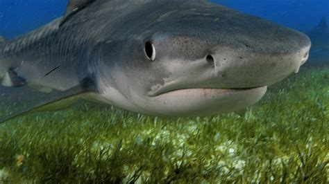 Tiger Shark Facts And Information