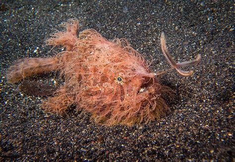 Most Weird Fish In The World Unique Fish Photo