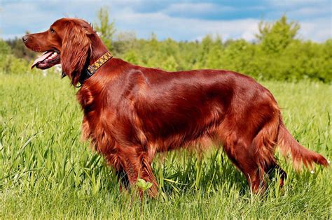 Irish Setter Dog Reviews - real reviews from real people
