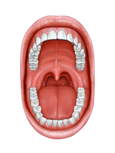 Diagram Human Teeth Aflam Neeeak