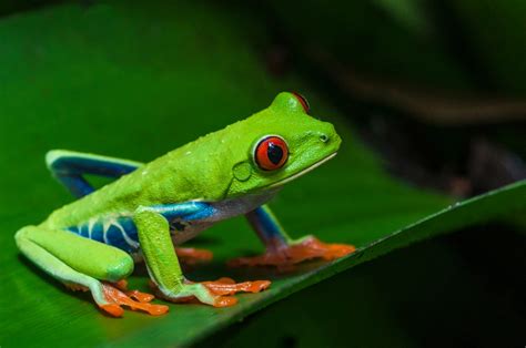Red Eyed Tree Frog Animalia