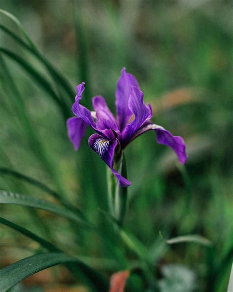 Iris Flower Meaning History And Origins Interesting Facts