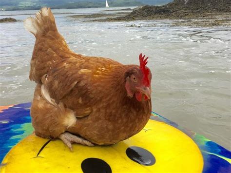 Meet The Feathered Shredders Of The Surfing And Skateboarding Taking