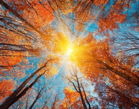 Autumn Background Trees At Sunset High Quality Nature Stock Photos