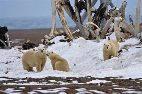 Why Alaska Hasnt Had A Polar Bear Attack Since 1993