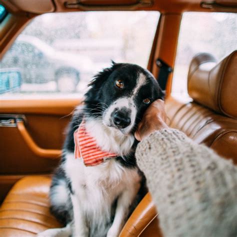 17 Things All Border Collie Owners Must Never Forget