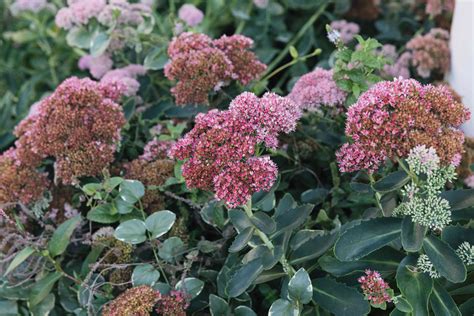 Autumn Joy Stonecrop Plant Care And Growing Guide