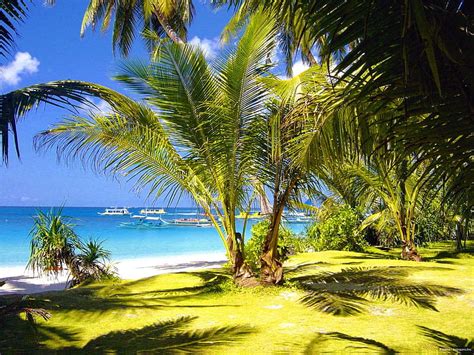 Tropical Palms Shore Bonito Sea Beach Yachts Tropics Rest