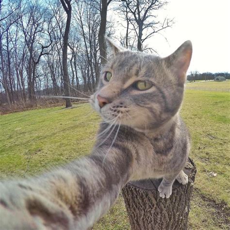 meet manny the selfie taking cat