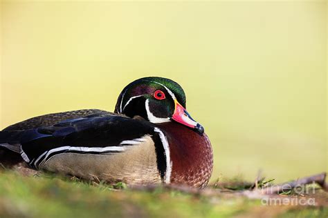 Wood Duck Drake Photograph By Greg Gard Fine Art America