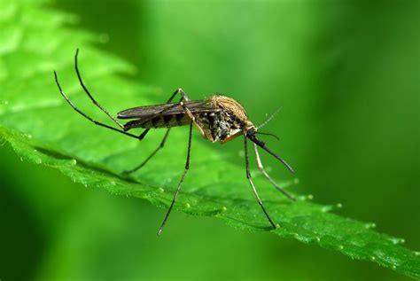 Mikrowelle Plündern Sektion opryski na komary w ogrodzie Normal