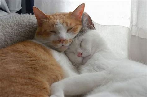Cats Cuddling Teh Cute