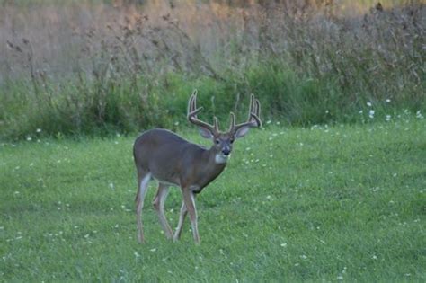 Wide 8 Point Whitetail Buck Flickr Photo Sharing