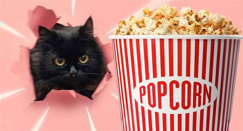 But the toppings used to flavor any popcorn seasonings, like salt, butter, sugar, and spices, can cause digestive problems for your cat, even if they only eat a little bit of popcorn. Can Cats Eat Popcorn, Or Should This Snack Be Avoided?