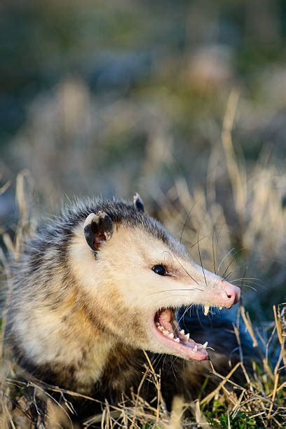 10 Fierce Possum Stock Photos Pictures And Royalty Free Images Istock