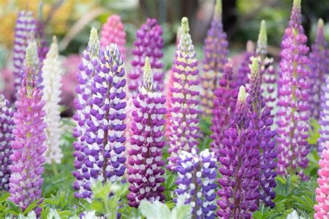 How To Grow Lupines The Perennial That Actually Improves Soil