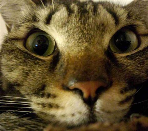 37 Cats Taking Selfies That Are Too Funny To Ignore Viralscape