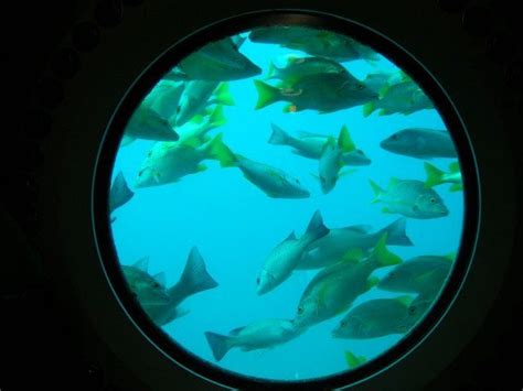 A Large Group Of Fish Swimming In The Water Through A Porthole Window